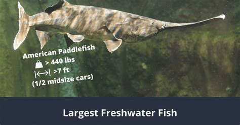 Top 10 Largest Freshwater Fish: The Biggest Ones Worldwide!.